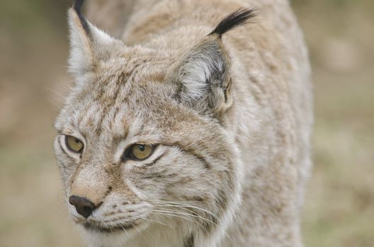 Eurasian lynx walking and watching out for food