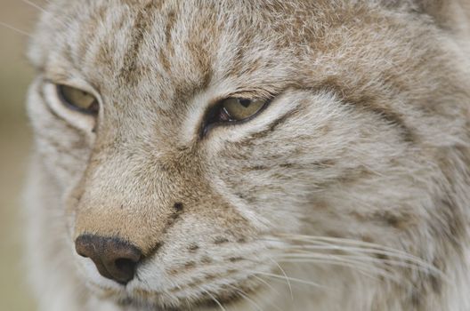 Portrait of a Eurasian lynx, Lynx lynx looking to the side