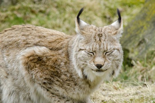Eurasian lynx lying on the ground and looking around
