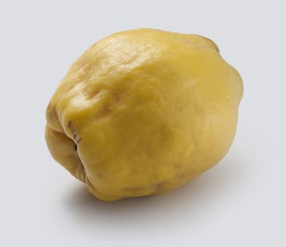 Isolated whole yellow quince ont he grey background