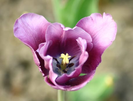 Close up of a purple flowering tulip
