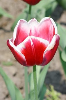 Close up of a red flowering tulip