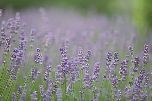 Lilac lavender flowers in a park - Lavandula Angustifolia