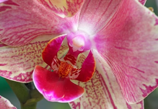 close up photo of orchid