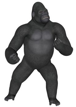 3D rendered african gorilla on white background isolated