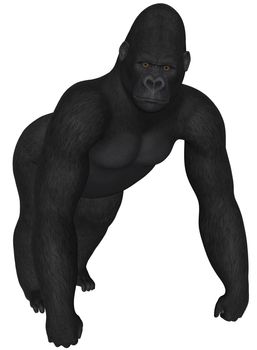 3D rendered african gorilla on white background isolated