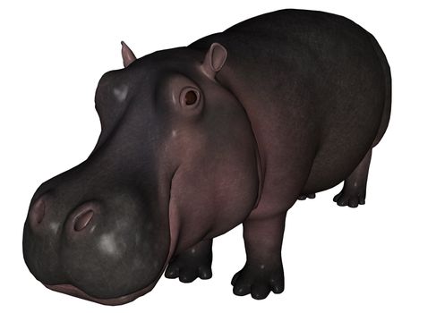 3D remdered hippo on white background isolated