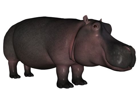 3D remdered hippo on white background isolated