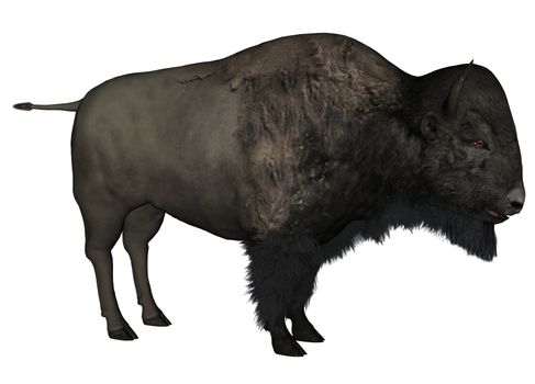 3D rendered bison on white background isolated