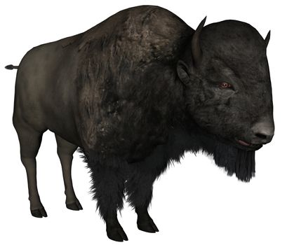 3D rendered bison on white background isolated