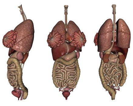 3D rendered human organs on white background isolated