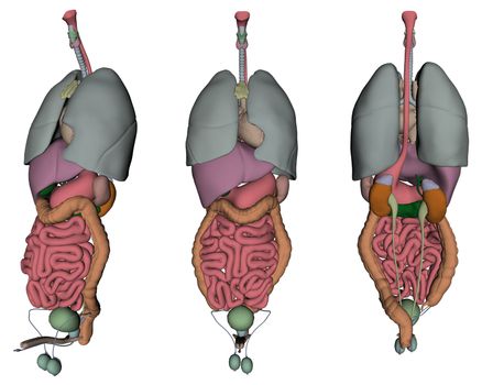 3D rendered human organs on white background isolated