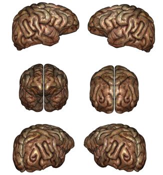 3D rendered human brain on white background isolated