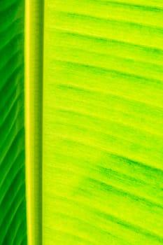 Banana leaf texture for background