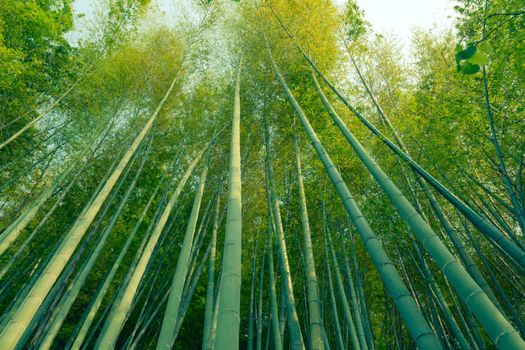 giant green bamboo trees grow up to the sky