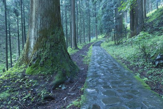 stone pathway in scenic cedar forest in Nikko, Japan