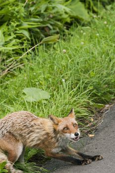 red fox ready to jump with green grass behind; focus on fox