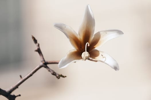 detailed flower of Pachypodium lealii plant, also called as bottle tree