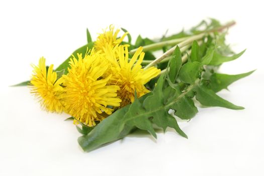Dandelion leaves and flowers against white background