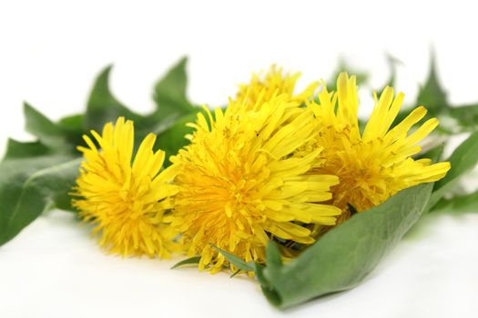 Dandelion leaves and flowers against white background