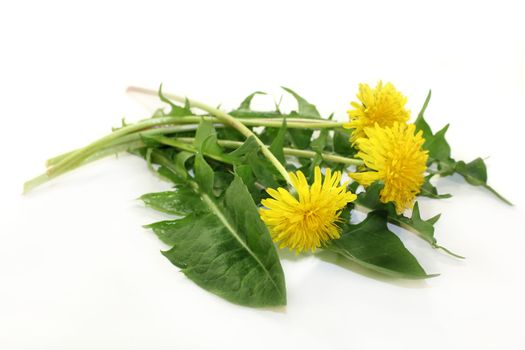 Dandelion leaves and flowers against white background