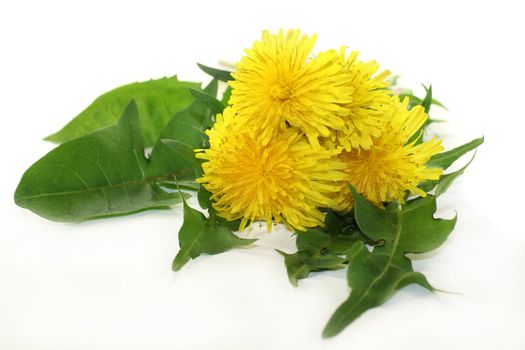 Dandelion leaves and flowers against white background