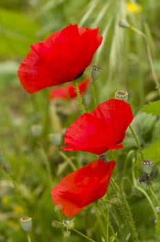 Green grass with red poppies in full bloom