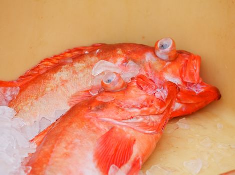 Fish in large plastic fishing containers with ice in Iceland harbor