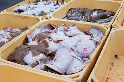 Fish in large plastic fishing containers with ice in Iceland harbor