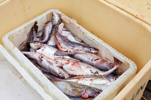 Fish in large plastic fishing containers with ice in Iceland harbor