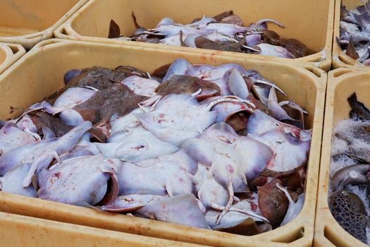 Fish in large plastic fishing containers with ice in Iceland harbor