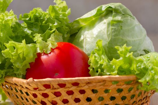 vitamin set of vegetables greens cabbage; lettuce green salad leaves green cucumber with a yellow flower and red tomato of fresh