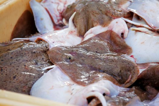 Fish in large plastic fishing containers with ice in Iceland harbor