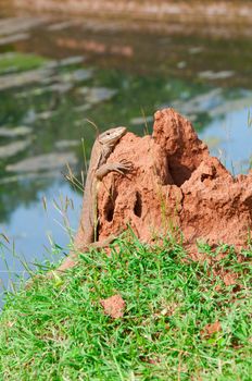 Portrait of a wild Varanus on termitary with water on background, Sri Lanka, selective focus on the animal.