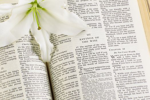A white flower in a holy bible 