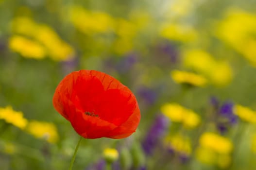 Green grass with red poppies and yellow dandelions in full bloom