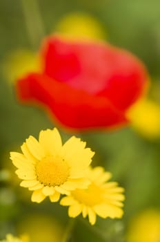 Yellow flowers with red poppy in background