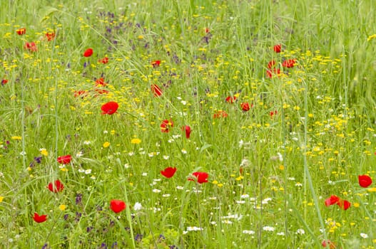 Uncultivated grass with wild red poppies, white daisies, yellow dandelions, and blue flowers