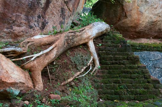 Ancient steps with old tree root, Sigiriya, Sri Lanka