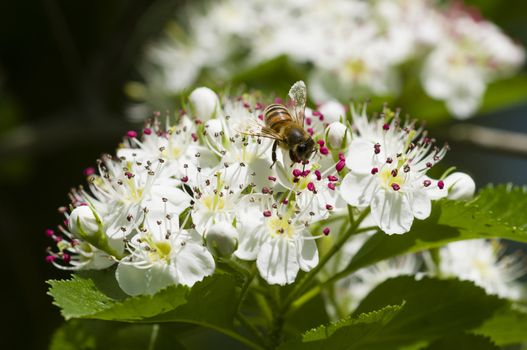 Bee on flowers of Crataegus monogyna, common hawthorn