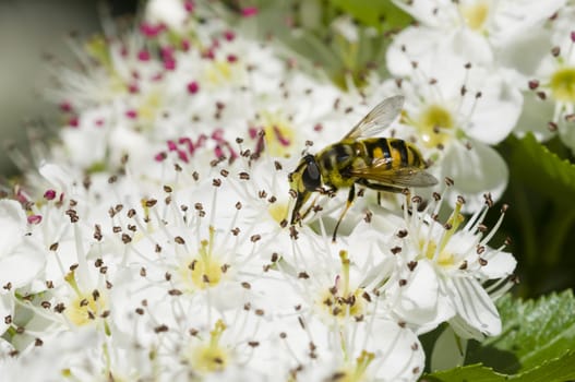 Hoverfly, syrphid fly, on flowers of Crataegus monogyna, common hawthorn