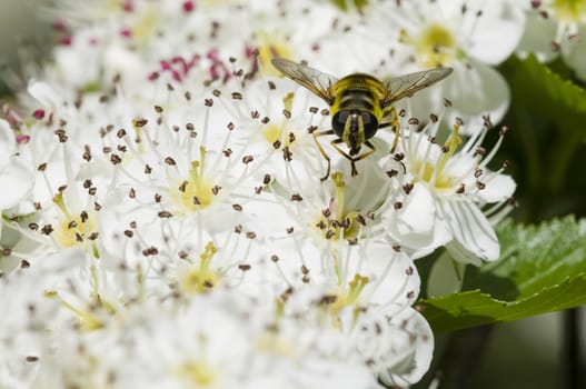 Hoverfly, syrphid fly, on flowers of Crataegus monogyna, common hawthorn
