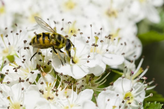Hoverfly, syrphid fly, on flowers of Crataegus monogyna, common hawthorn