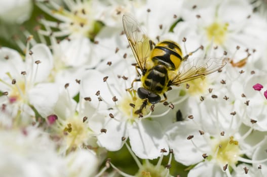 Hoverfly, syrphid fly, on flowers of Crataegus monogyna, common hawthorn