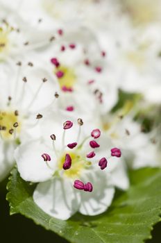 Flower of common hawthorn, Crataegus monogyna