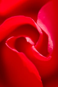 Detail of petals of red rose, Rosa