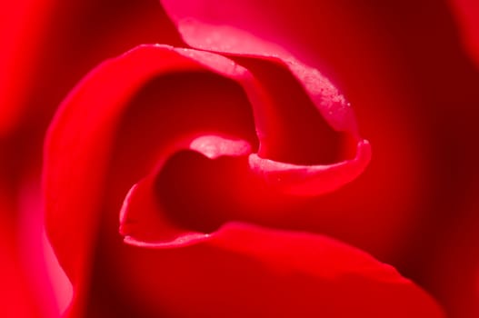 Detail of petals of red rose, Rosa