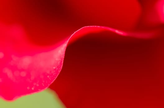 Detail of petals of red rose, Rosa