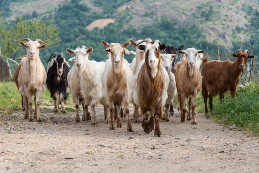 Herd of domesticated goats in mountain village