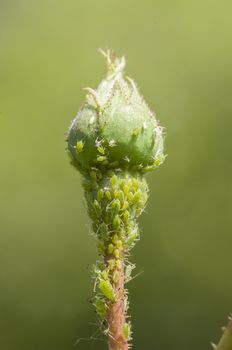 Green aphid insects sucking sap on rose bud